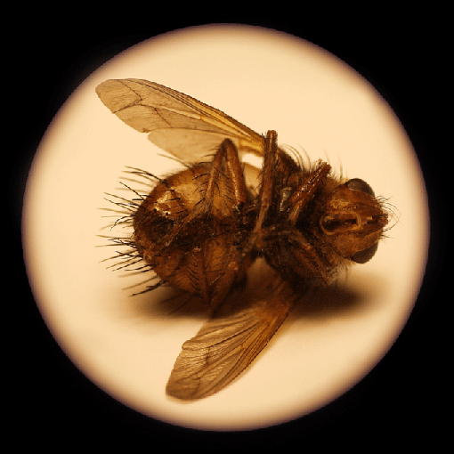 The fly of Carcasonne